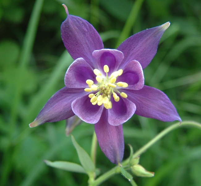 Aquilegia vulgaris / Aquilegia comune